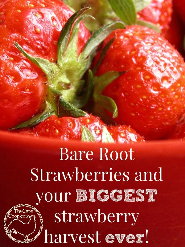 Growing Bare Root Strawberries - The Cape Coop