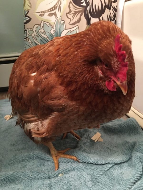 Help! My Chicken is Sick!