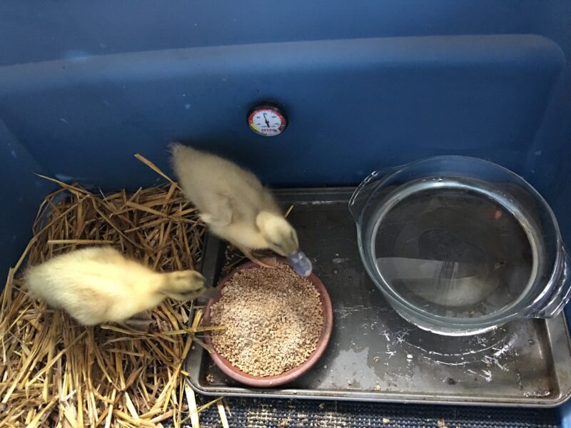 DIY Brooder Box