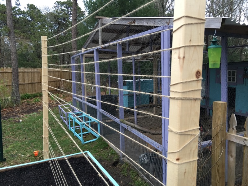 Chicken Wire Mesh Used in Garden as Fence, Raised Bed, Trellis