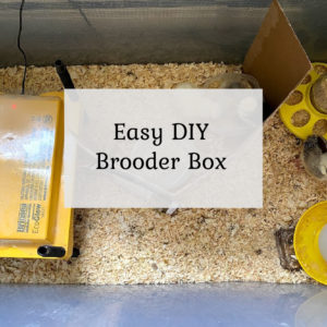 Easy DIY Brooder Box