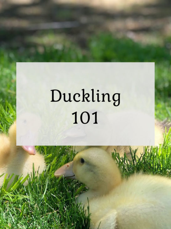 Ducklings 101