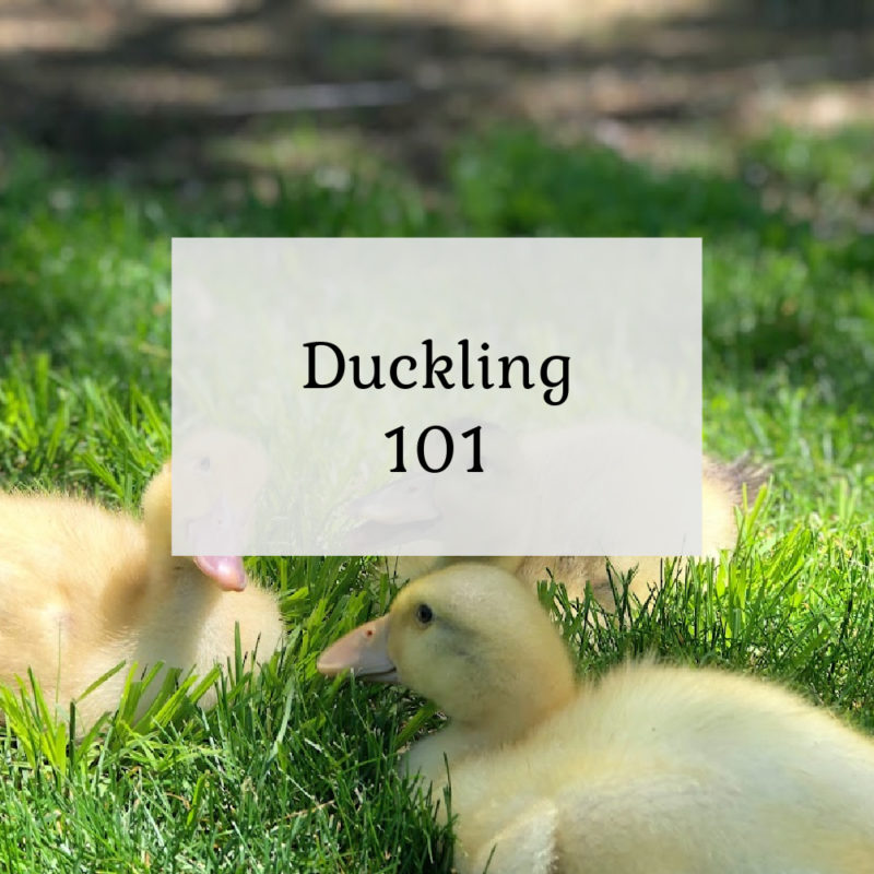 Ducklings