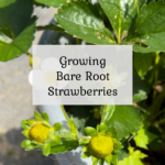 Growing Bare Root Strawberries
