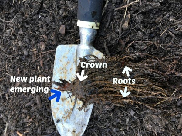 How To Grow Bare Root Strawberries