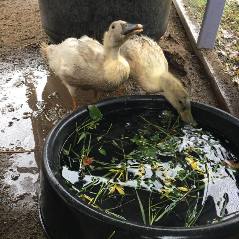 feeding pet ducks