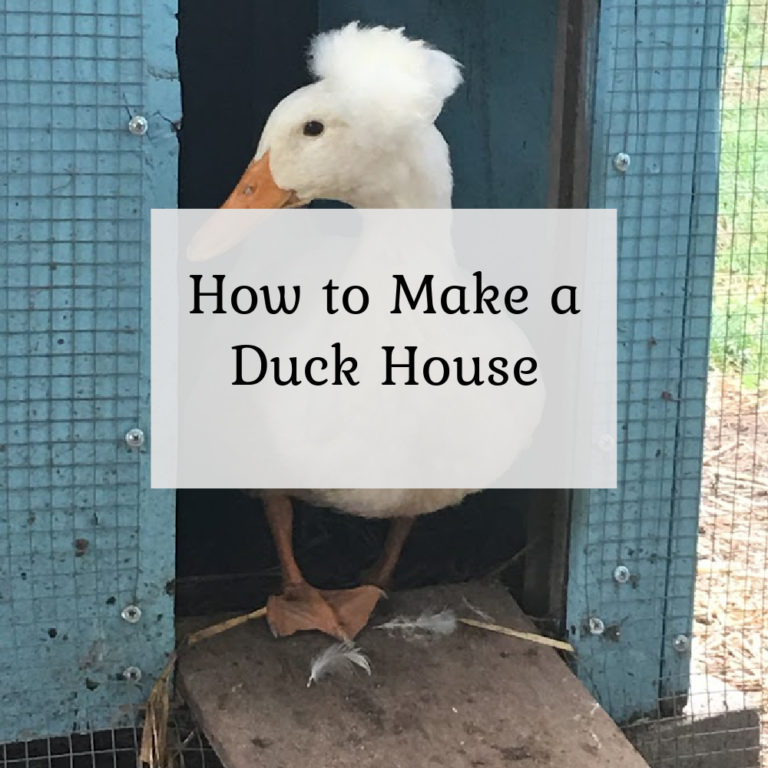 How to make a duck house