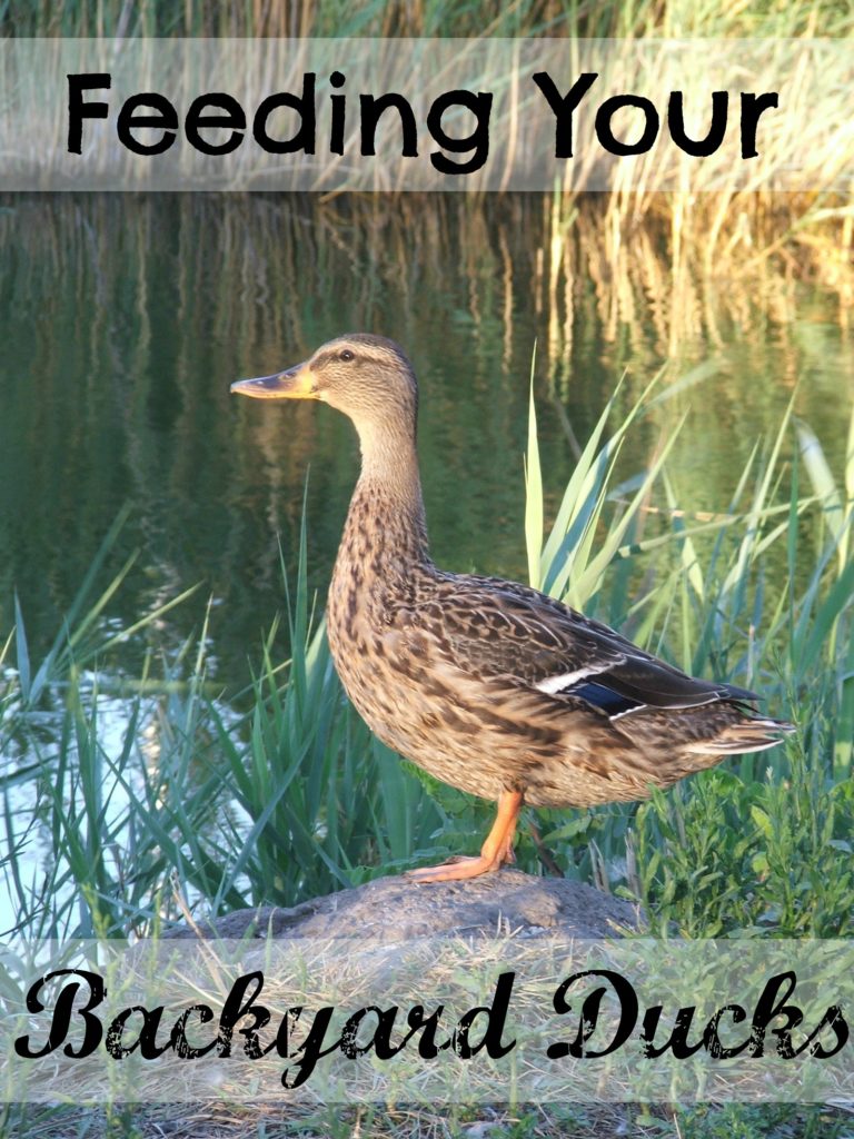 What to feed your ducks at every stage - The Cape Coop