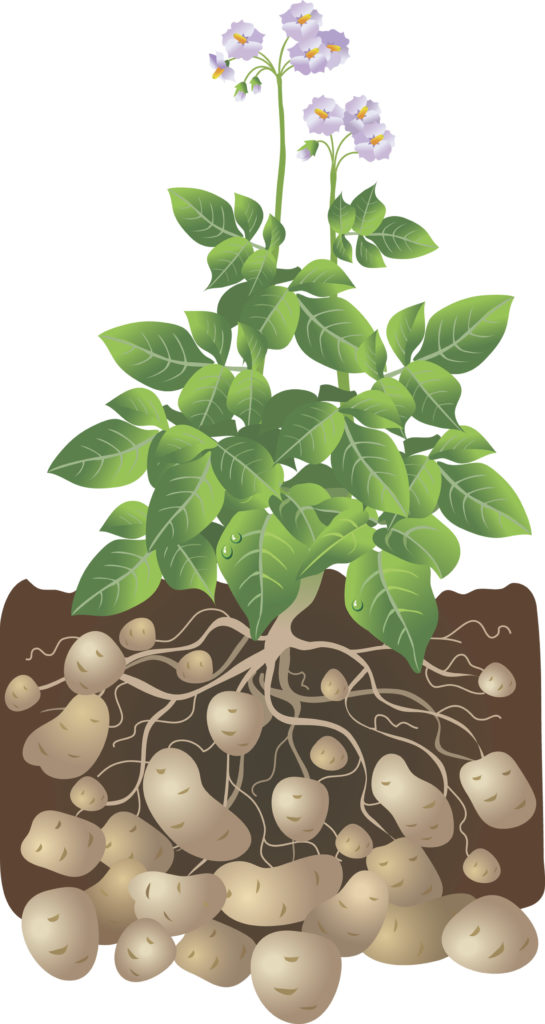 How to Grow Potatoes - The Cape Coop