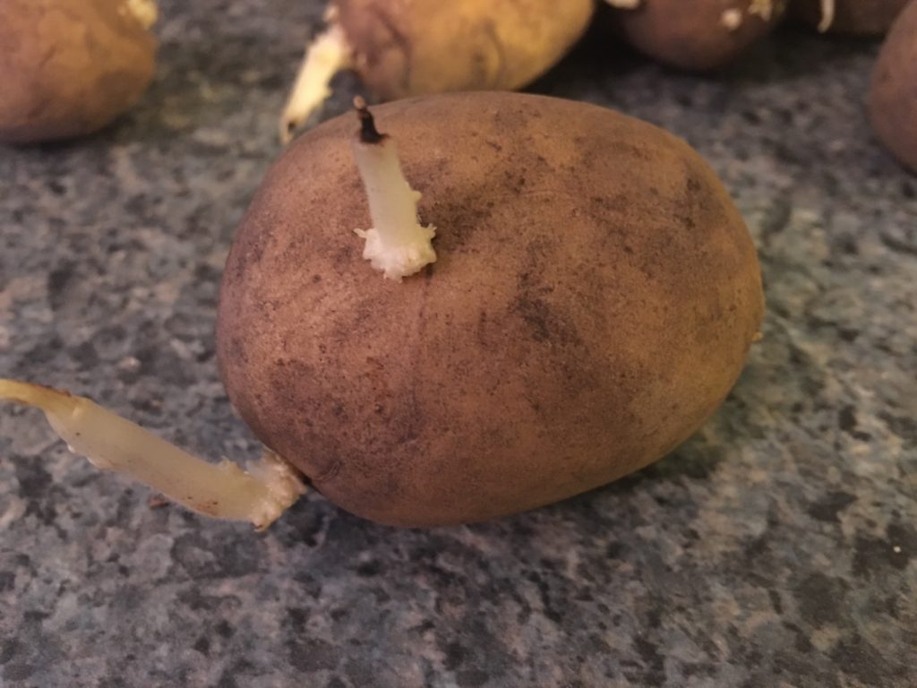 How to Grow Potatoes The Cape Coop