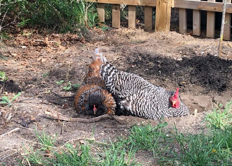 Why Do Chickens Dust Bathe? The Cape Coop