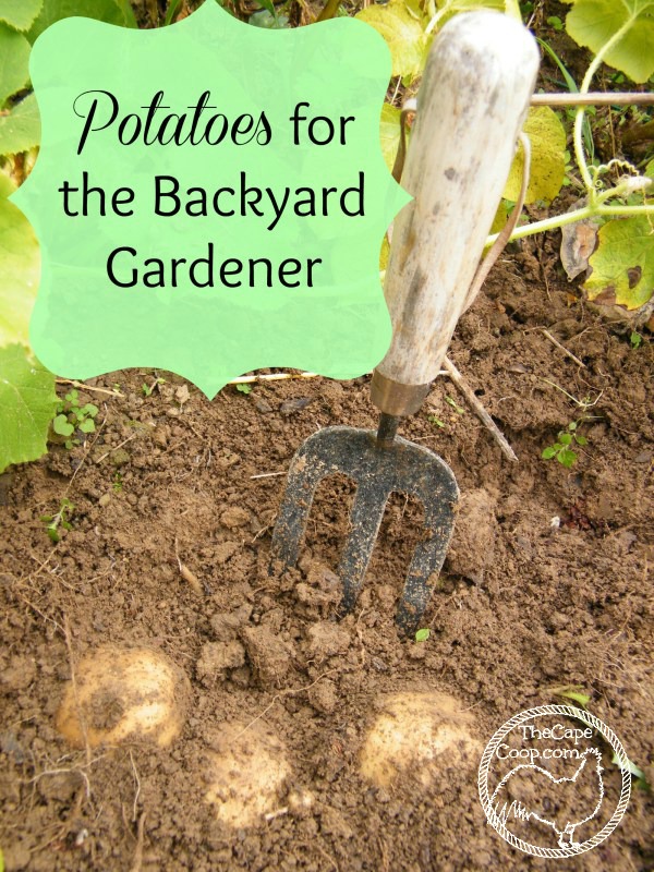 Potatoes for the Backyard Gardener