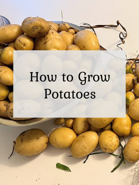 How to Grow Potatoes