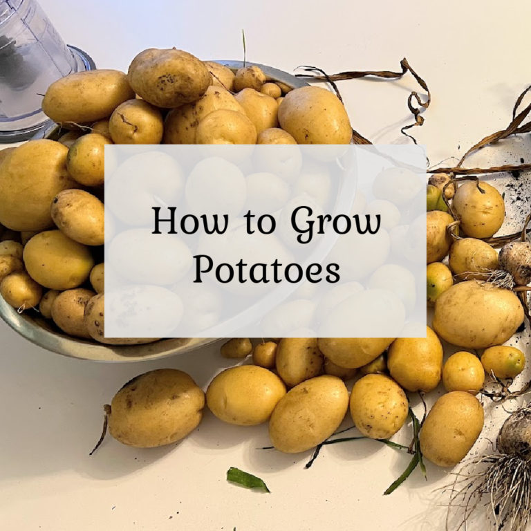 How to Grow Potatoes