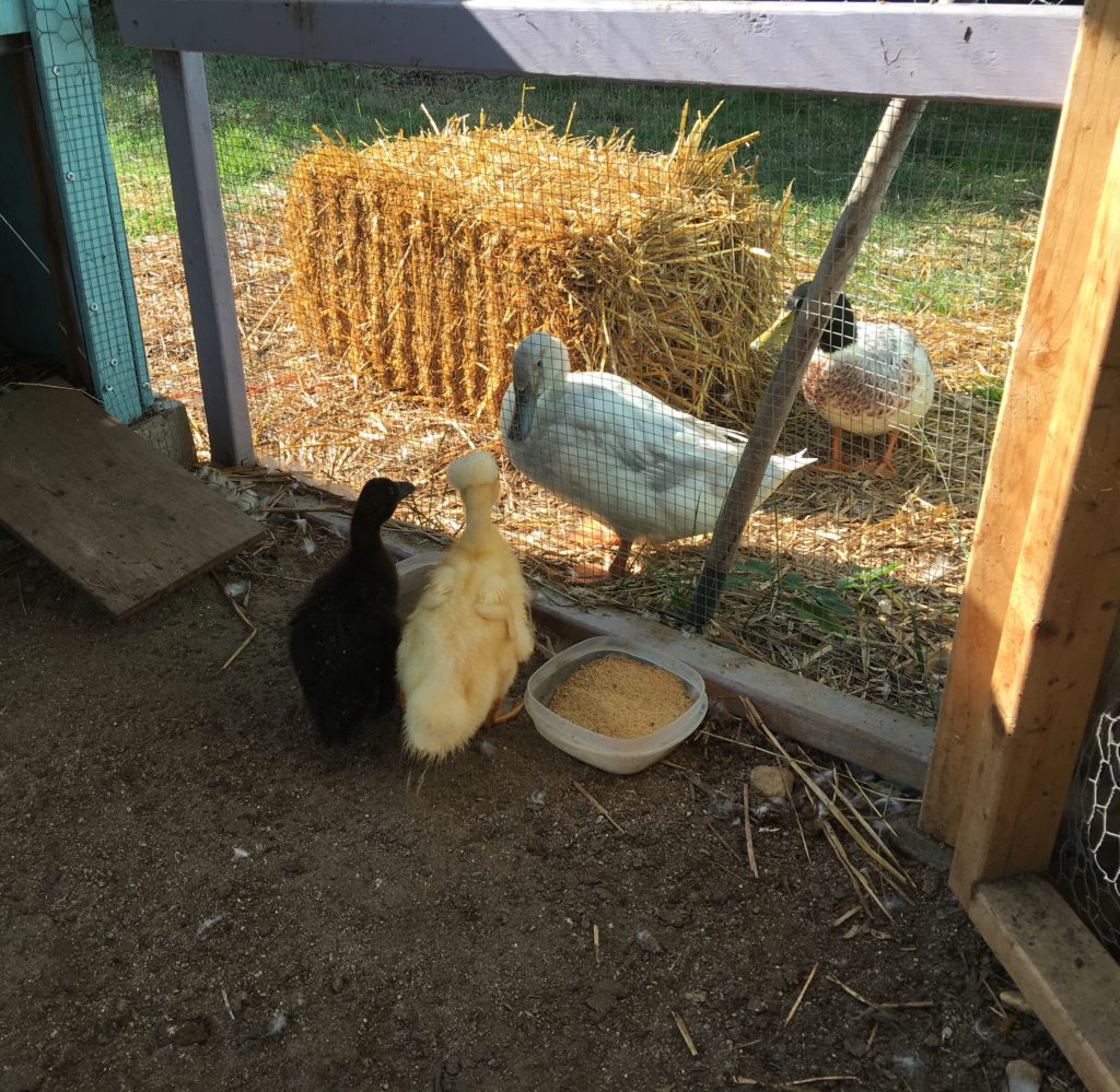 Adding New Ducklings to Your Flock The Cape Coop