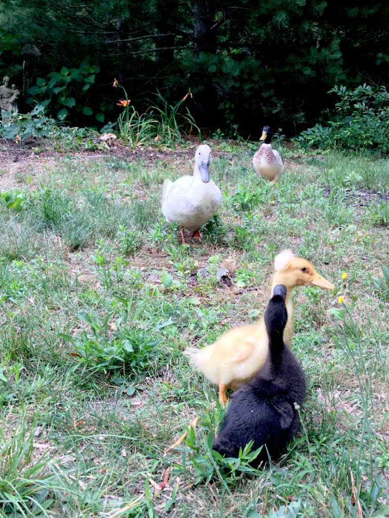 Adding New Ducklings to Your Flock The Cape Coop