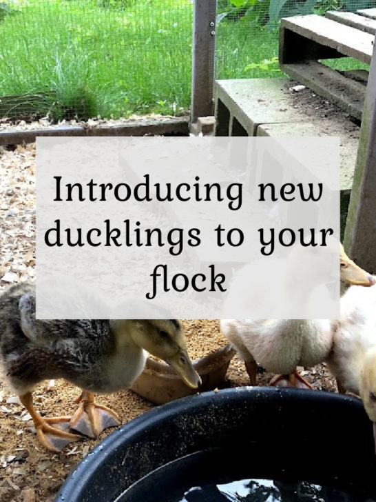 Adding New Ducklings to Your Flock