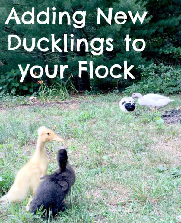 How to Make a Duck House - The Cape Coop