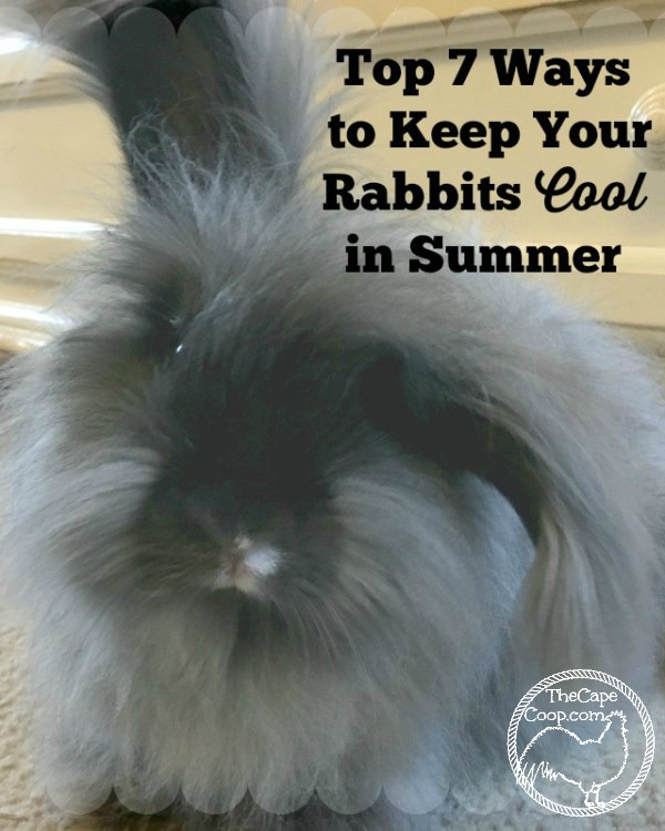 Top 7 Ways To Keep Your Rabbits Cool In Summer The Cape Coop