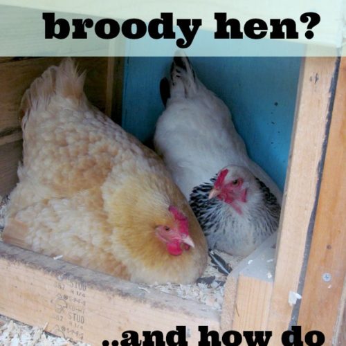 Hatching Eggs with a Broody Hen