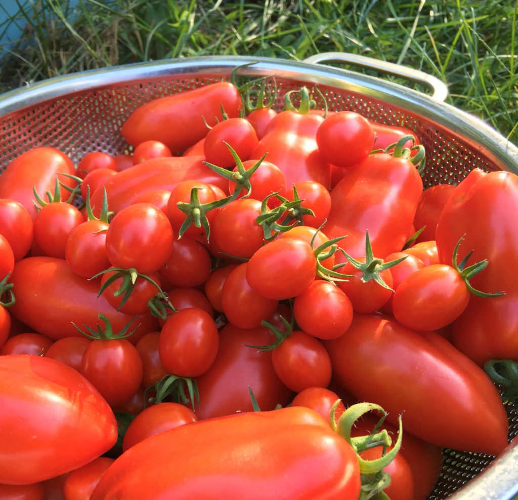 Small Batch Garden Fresh Tomato Sauce - The Cape Coop