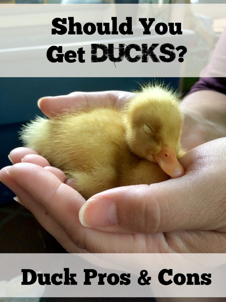 Should You Get Ducks? Duck Pros & Cons - The Cape Coop