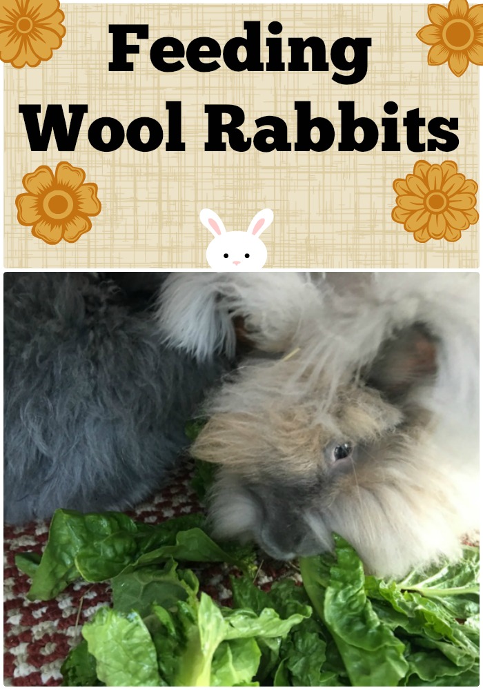 Feeding Wool Rabbits - The Cape Coop