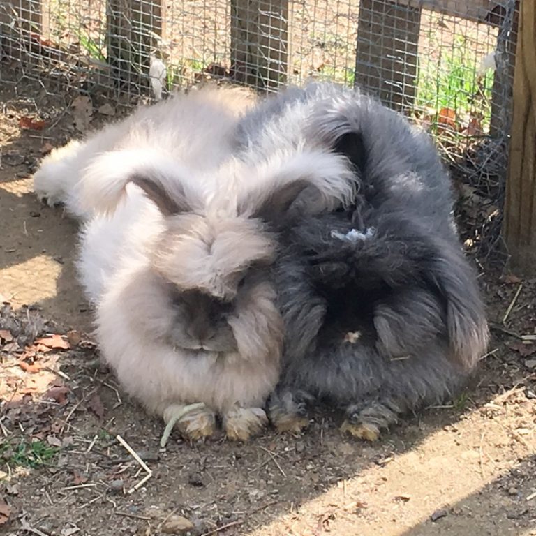 Woolen Rabbit Feeding Wool Rabbits - The Cape Coop