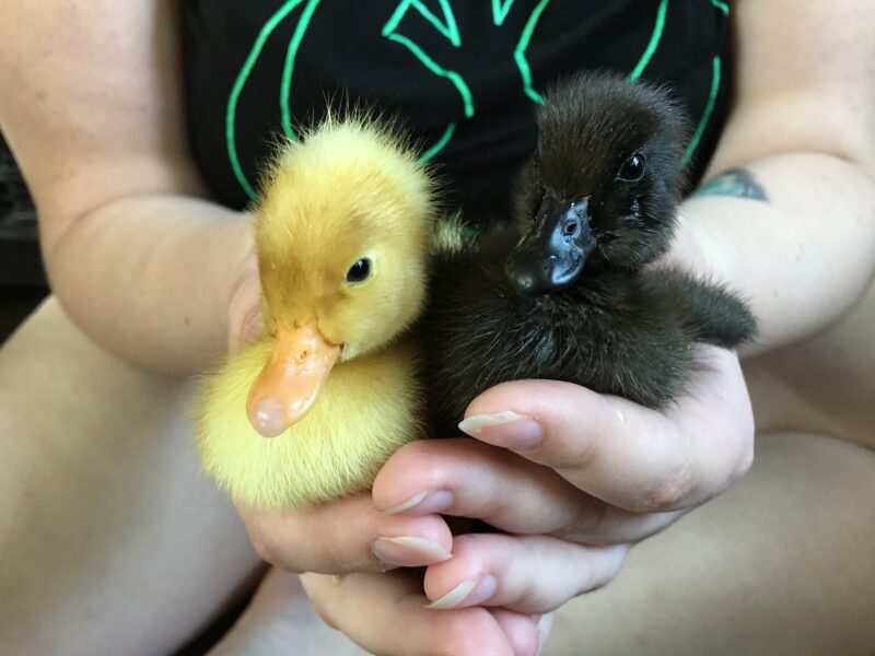 Deep Litter - The Best Method For A Duck And Chicken Run - Life Is Just  Ducky