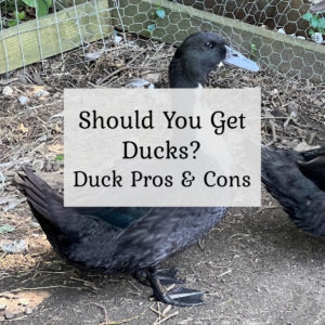 Should you get ducks? Duck Pros & Cons