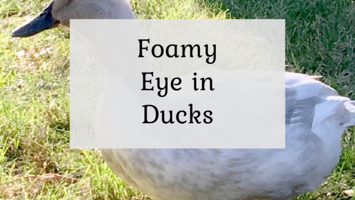 Foamy Eye in Ducks