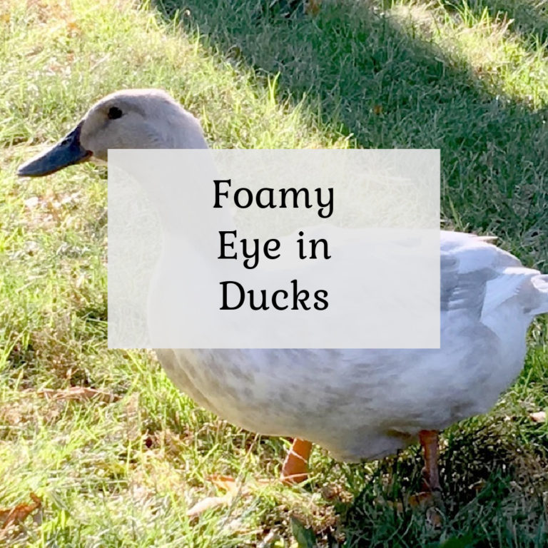Foamy Eye in Ducks