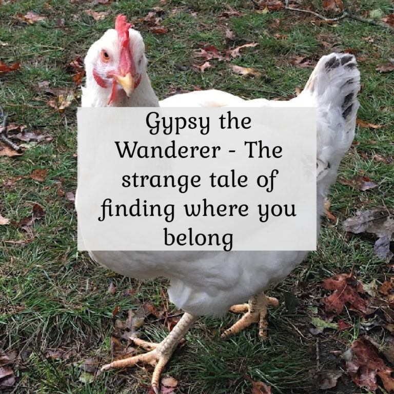 Gypsy the Wanderer