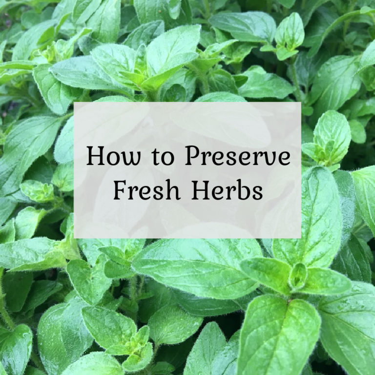 How to Preserve Fresh Herbs