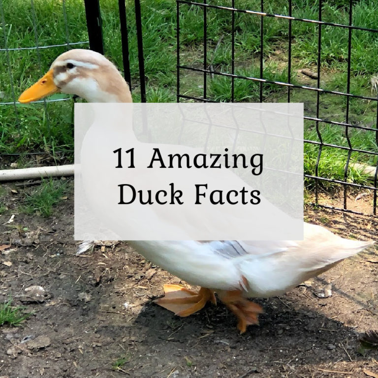 11 Amazing Duck Facts