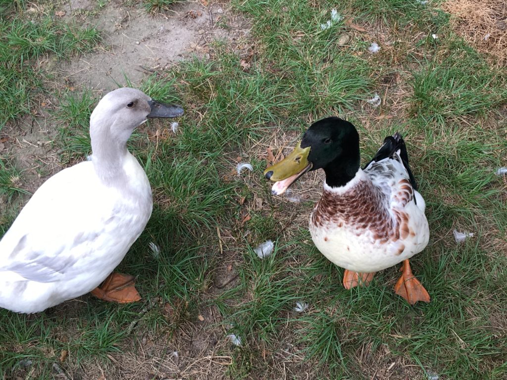 11 Amazing Duck Facts! The Cape Coop