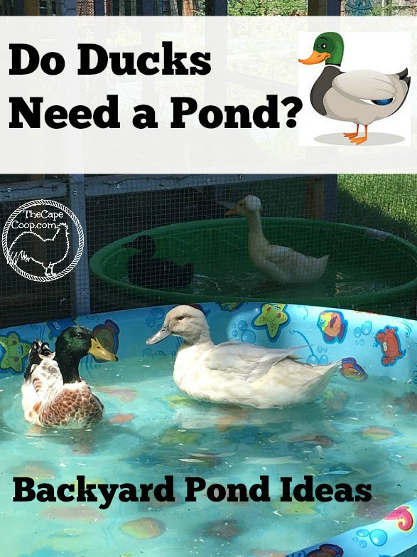 our new hot tub duck pond!  BackYard Chickens - Learn How to