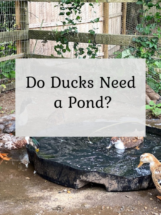 Do Ducks Need a Pond?  Duck Pond Ideas