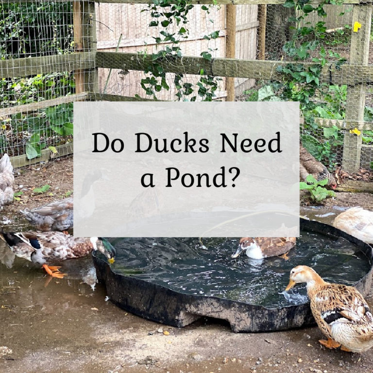 Do ducks need a pond?