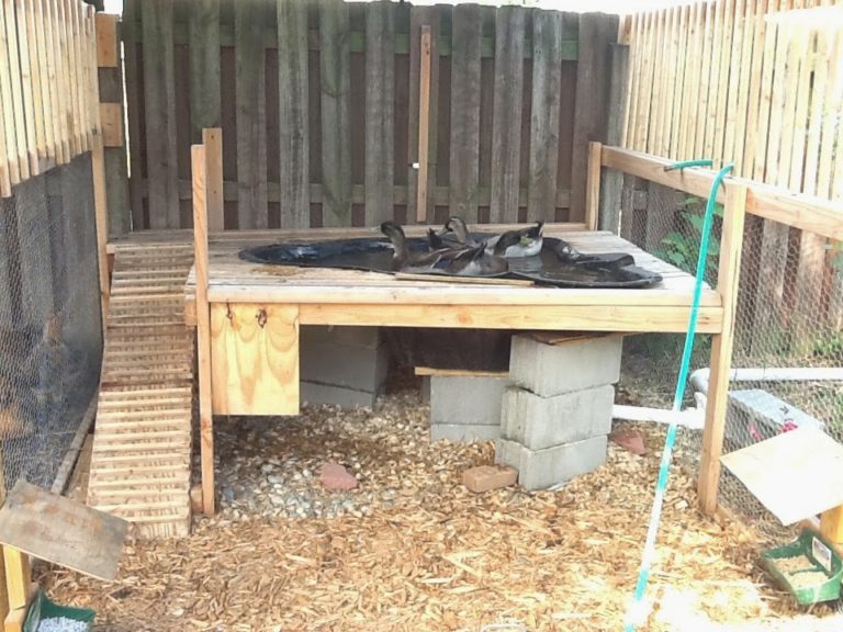 Do Ducks Need a Pond? Duck Pond Ideas The Cape Coop