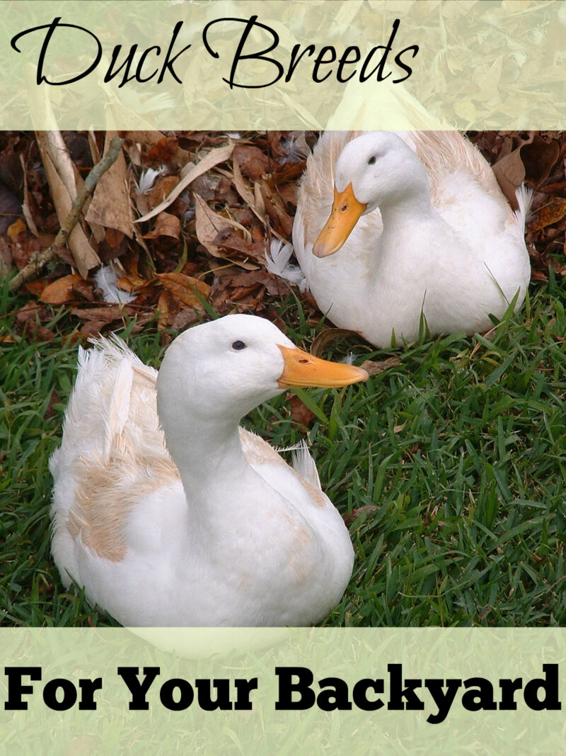 54 Top Photos Raising Ducks In Backyard : Raising Ducks 9 Best Tips For Keeping Ducks Happy And Healthy Timber Creek Farm