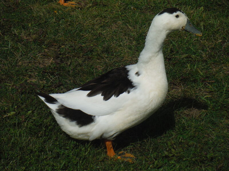 miniature duck breeds