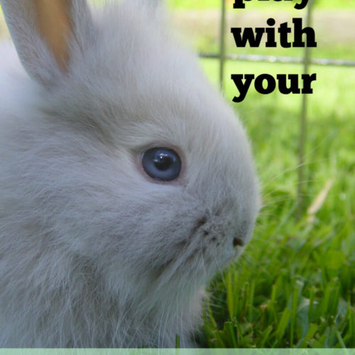 Is Your Rabbit Happy? The Cape Coop