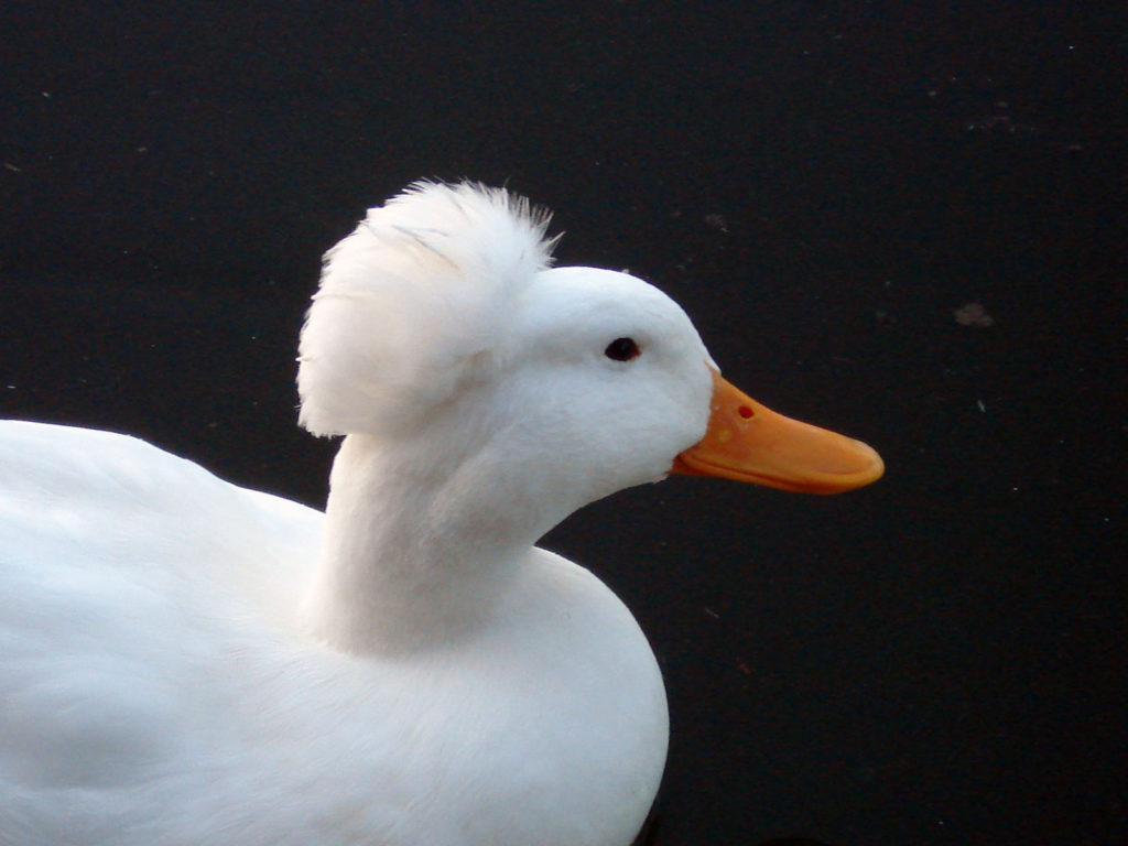 Great Backyard Duck Breeds - The Cape Coop