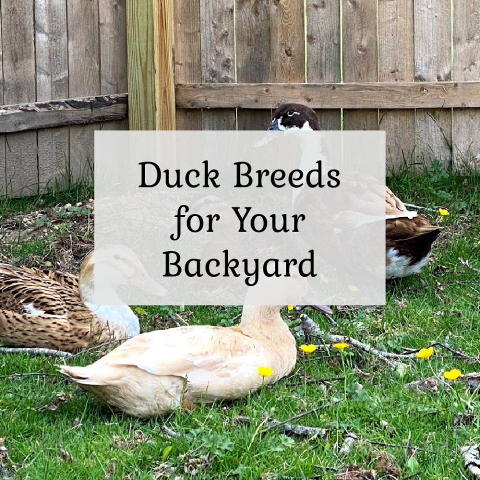 All About Duck Eggs - The Cape Coop