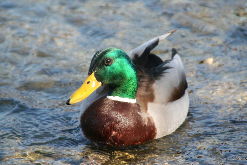 Great Backyard Duck Breeds - The Cape Coop