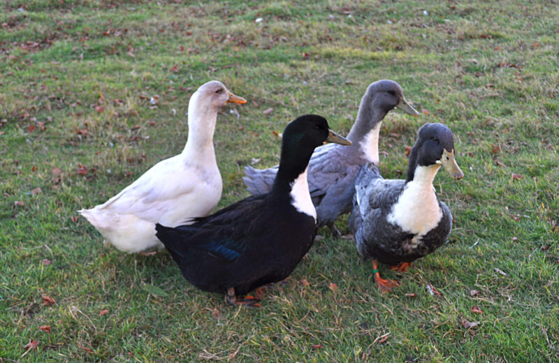 The difference between wild and farm raised duck