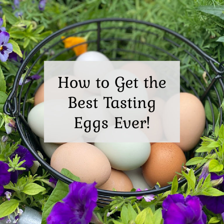 Best Tasting Eggs Ever!