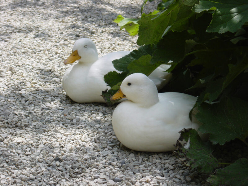 miniature duck breeds