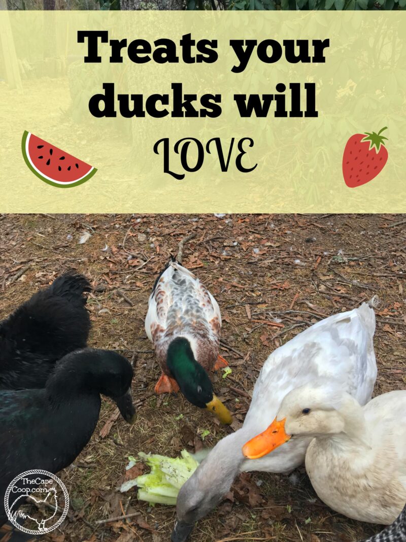 duck food list